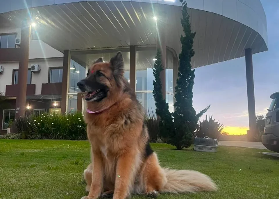 Um cão de médio porte com pelagem marrom e preta sentado em um gramado verde ao anoitecer, com um prédio iluminado ao fundo