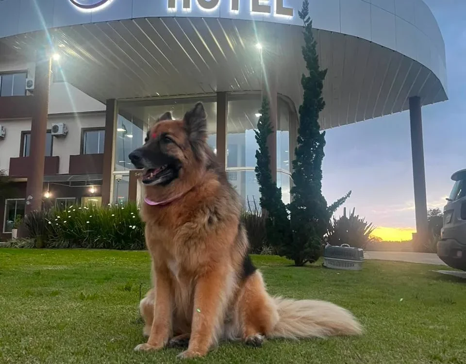 Um cão de médio porte com pelagem marrom e preta sentado em um gramado verde ao anoitecer, com um prédio iluminado ao fundo